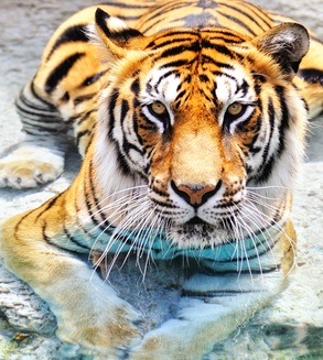 Tiger blog